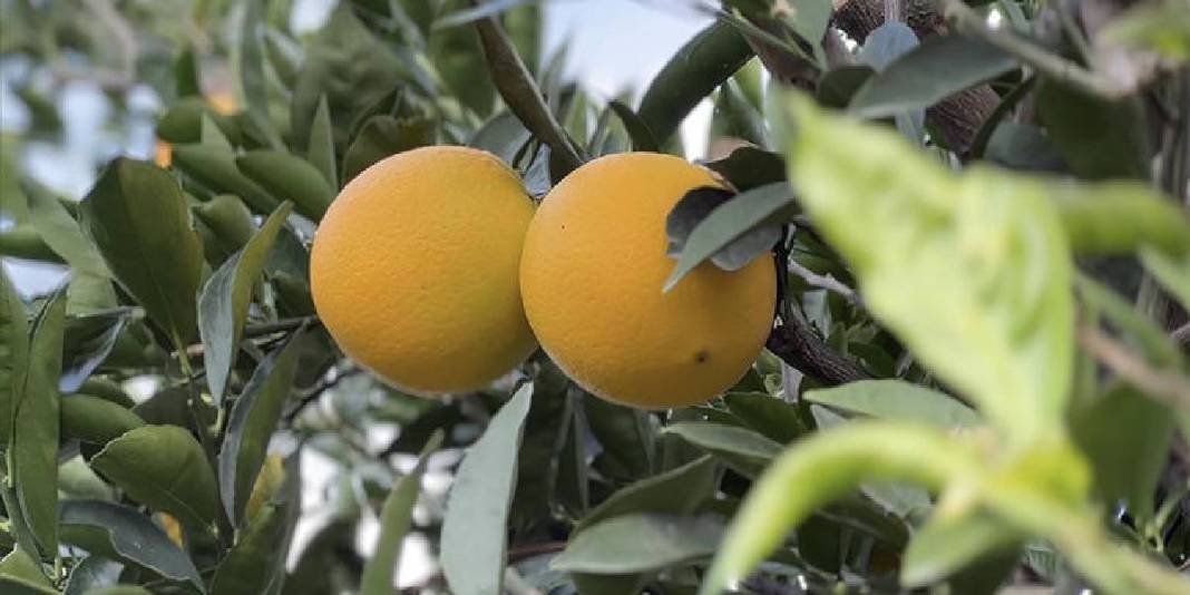 17 yıl önce coğrafi işaret almıştı! Antalya’da hummalı hasat başladı: 300.000 ton rekolte bekleniyor 6